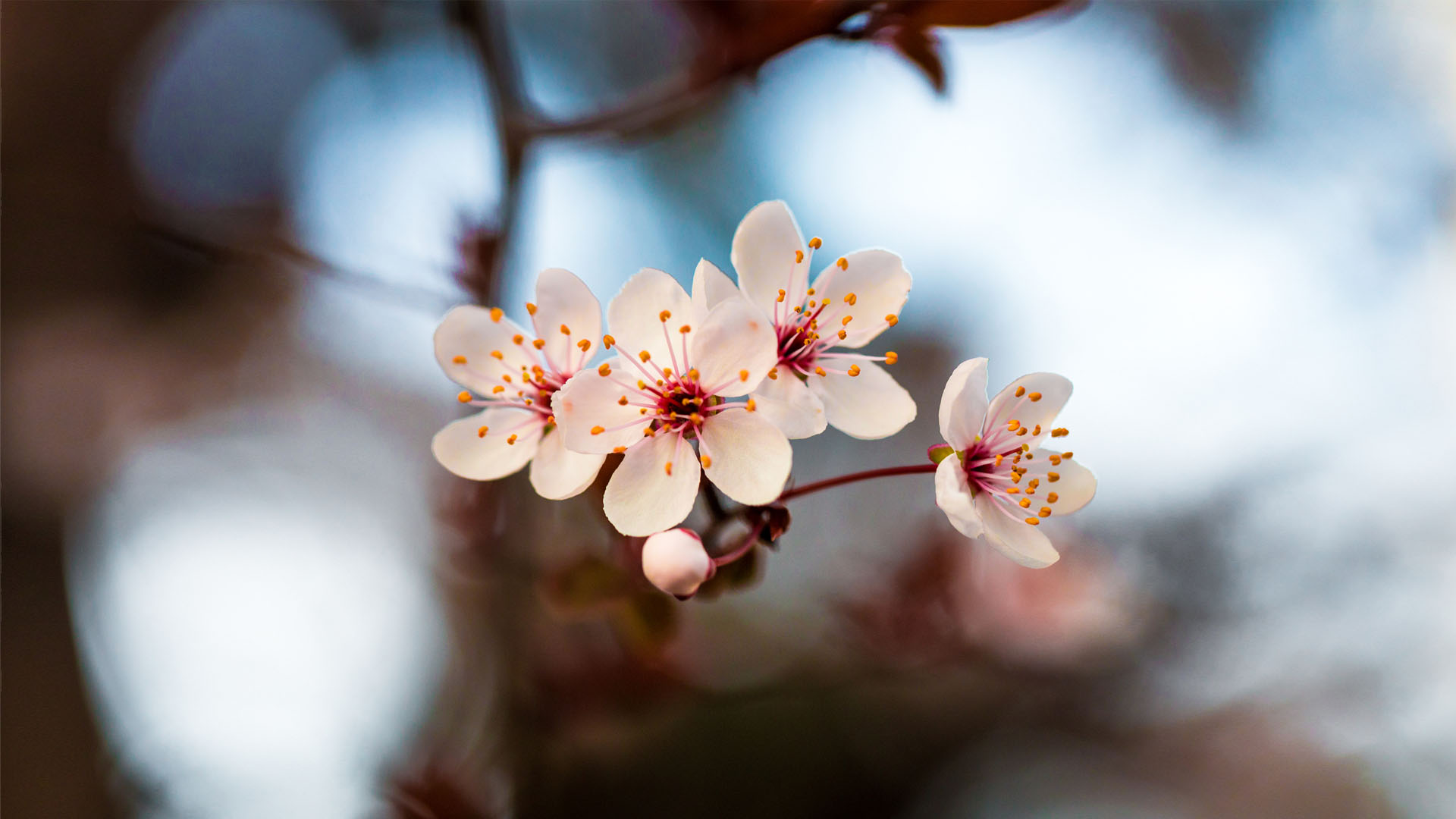 Close-up of delicate white cherry blossoms with pink centers and yellow stamens on a blurred background.