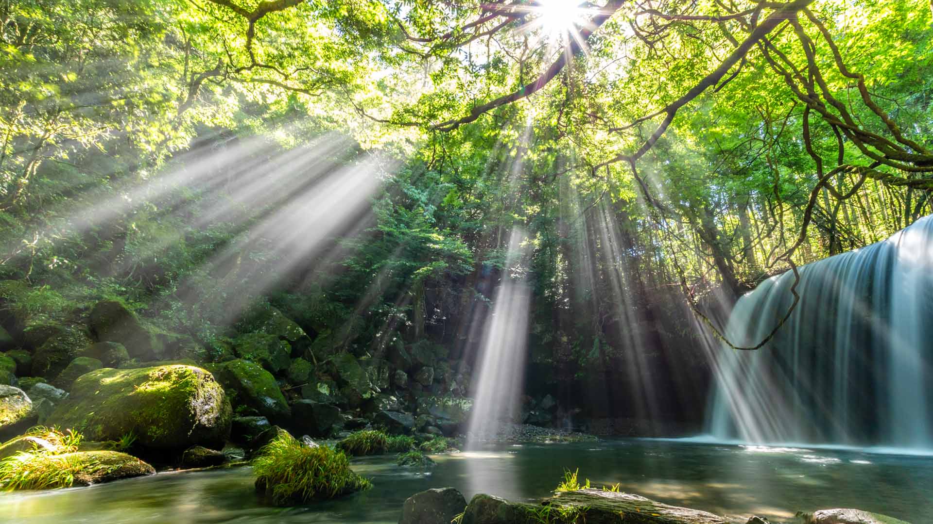 Sunlight streaming through green foliage onto moss-covered rocks near a waterfall in a forest.