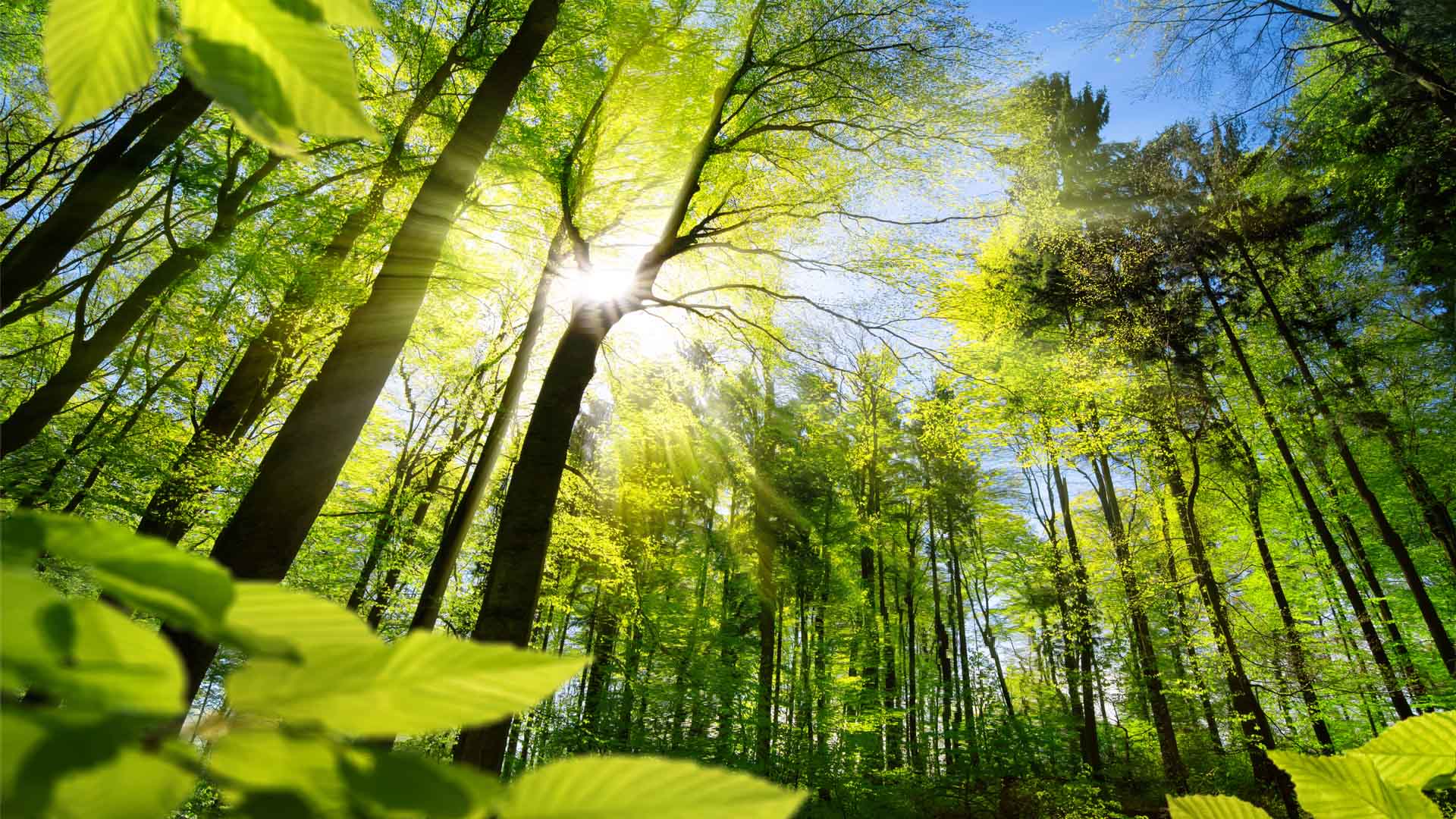 Sunlight streaming through tall trees with bright green spring leaves in a vibrant forest under a blue sky.