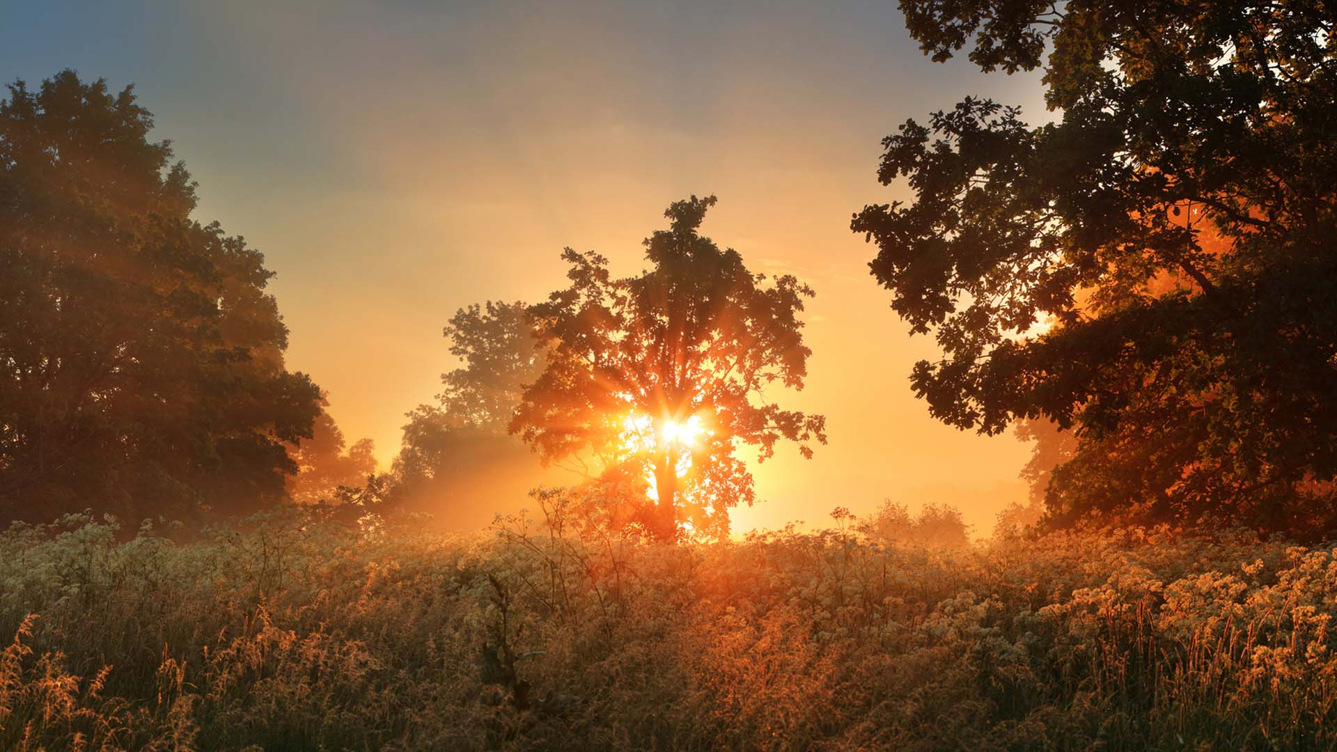 Sunset shining through a tree in a grassy field with surrounding forest trees.